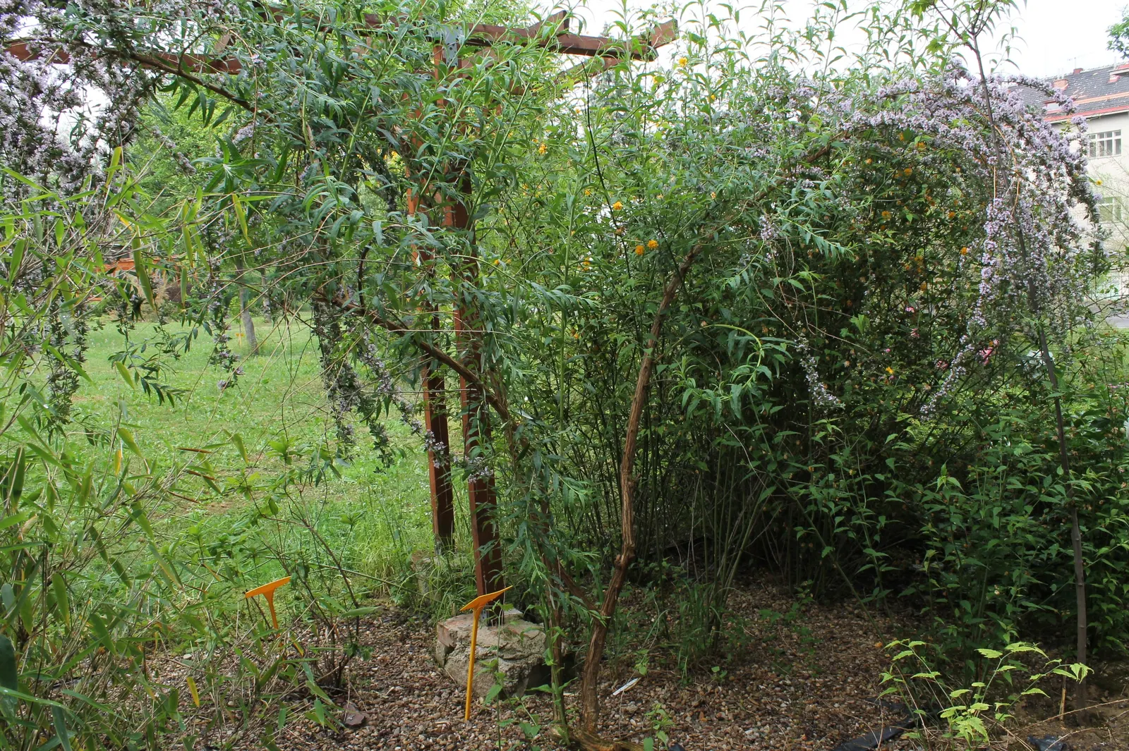 Butterfly Bush (Buddleia Davidii) — Note that some locations may regulate its planting due to its invasive potential