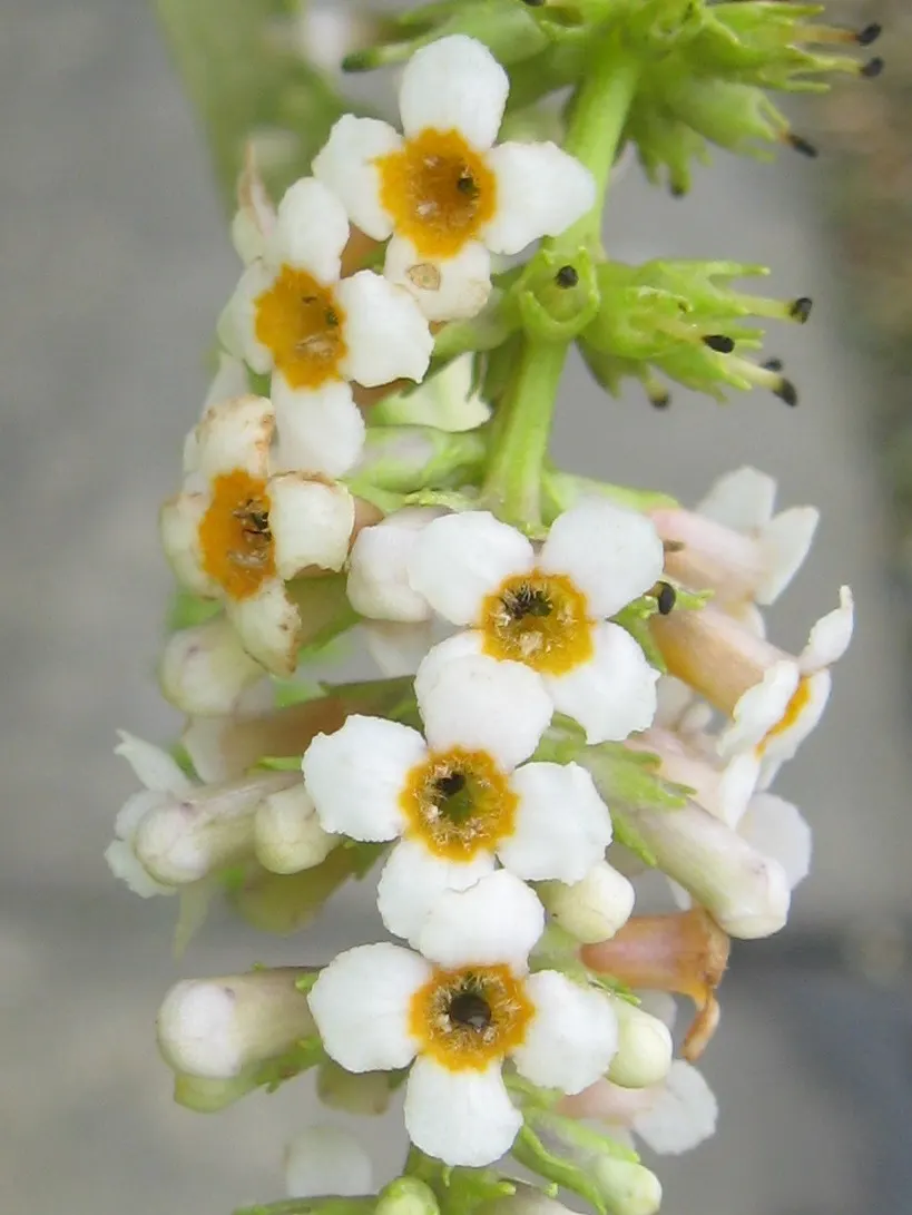 Butterfly Bush (Buddleia Davidii) — each cluster measuring between 4 and 10 inches in length; is an eye-catching deciduous or semi-evergreen shrub, image 130