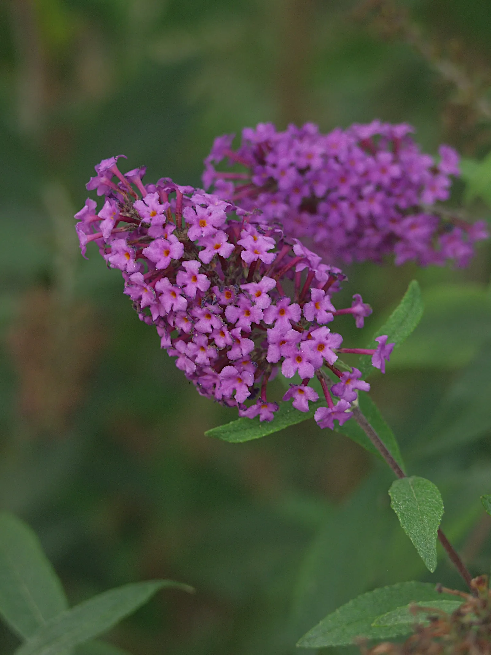 Butterfly Bush (Buddleia Davidii) — is an eye-catching deciduous or semi-evergreen shrub
