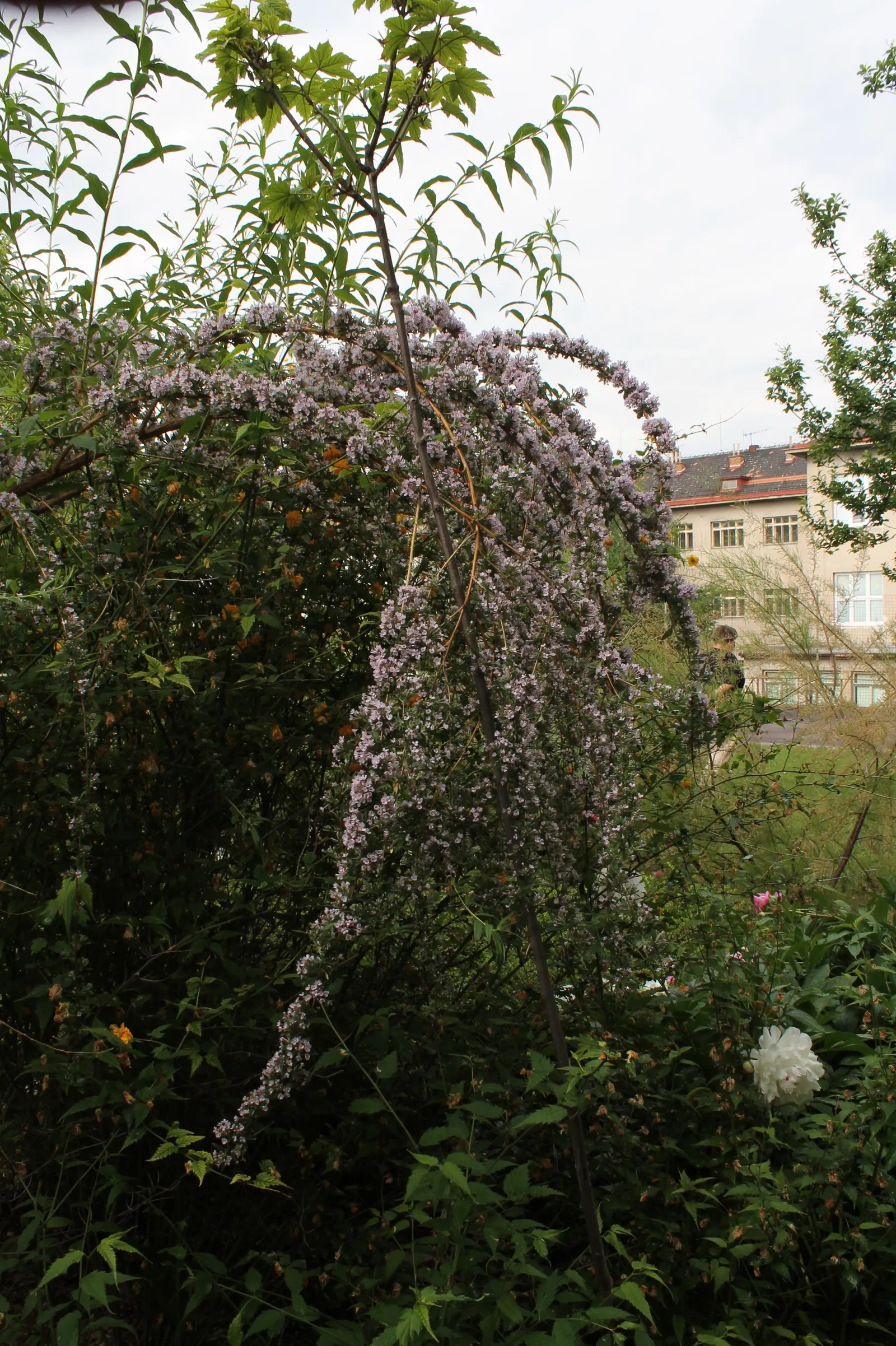 Butterfly Bush (Buddleia Davidii) — shrub for full or half; making it a favorite amongst garden enthusiasts