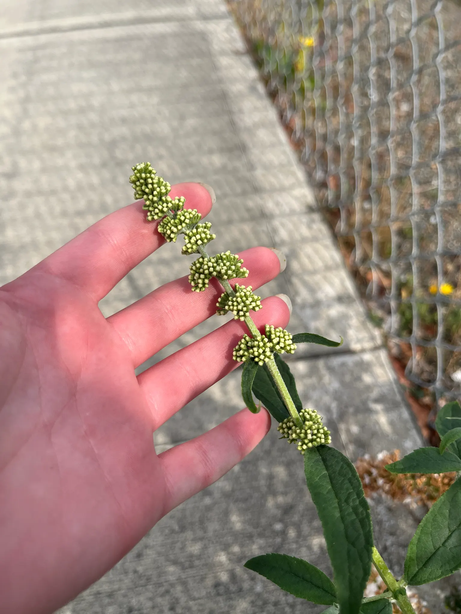 Butterfly Bush (Buddleia Davidii) — it blooms from summer to autumn; it offers aesthetic appeal, image 91