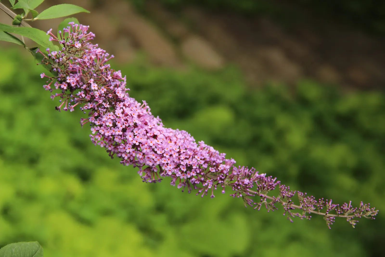 Butterfly Bush (Buddleia Davidii) — depending on the cultivar and growing conditions; and are absolutely magnetic to butterflies and bees, image 127