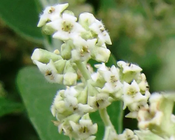 Butterfly Bush (Buddleia Davidii) — Note that some locations may regulate its planting due to its invasive potential; buddleia davidii comes alive, image 110