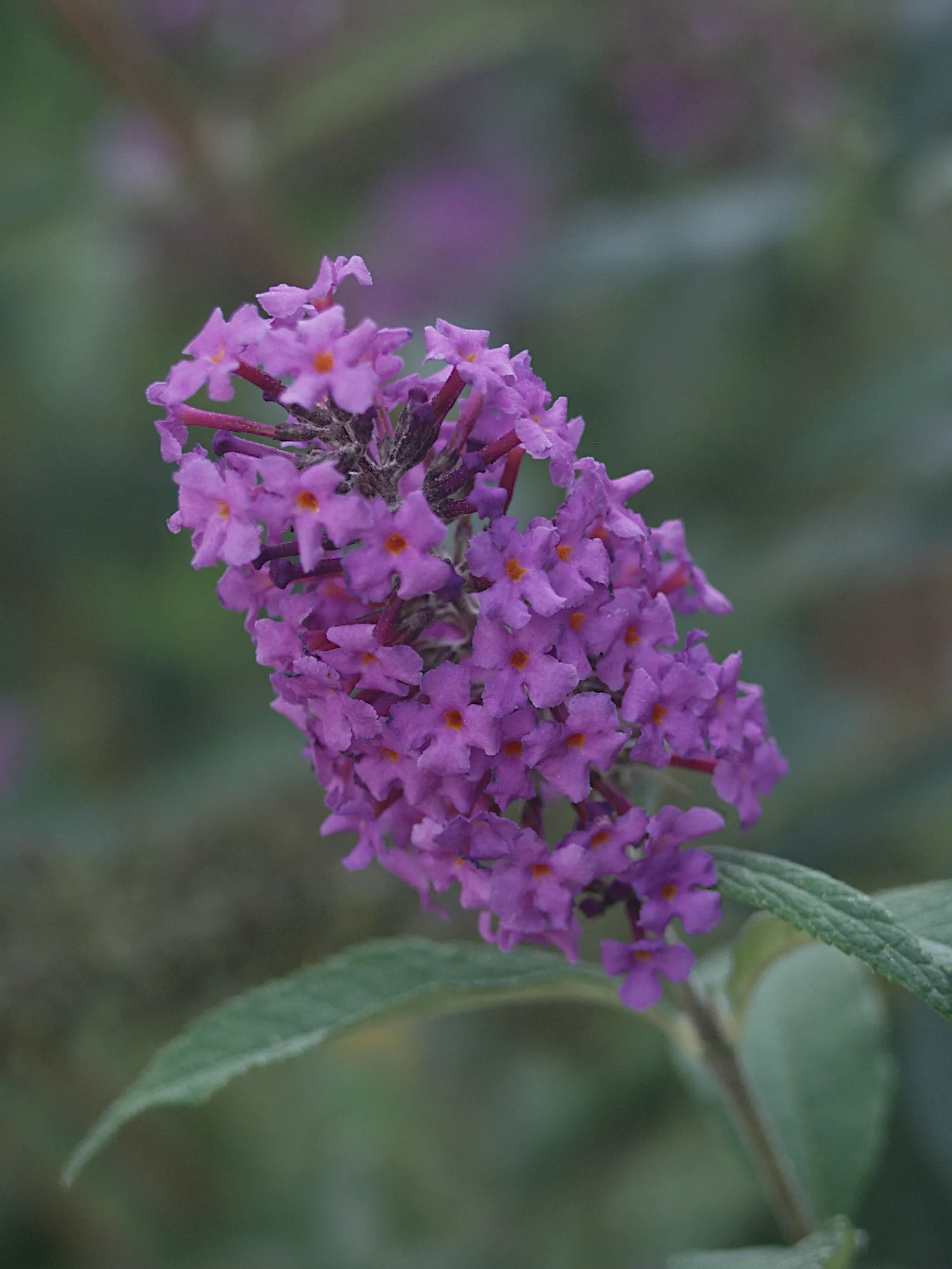 Butterfly Bush (Buddleia Davidii) — Suitable for USDA zones 5-9, it can be invasive, so responsible cultivation is advised