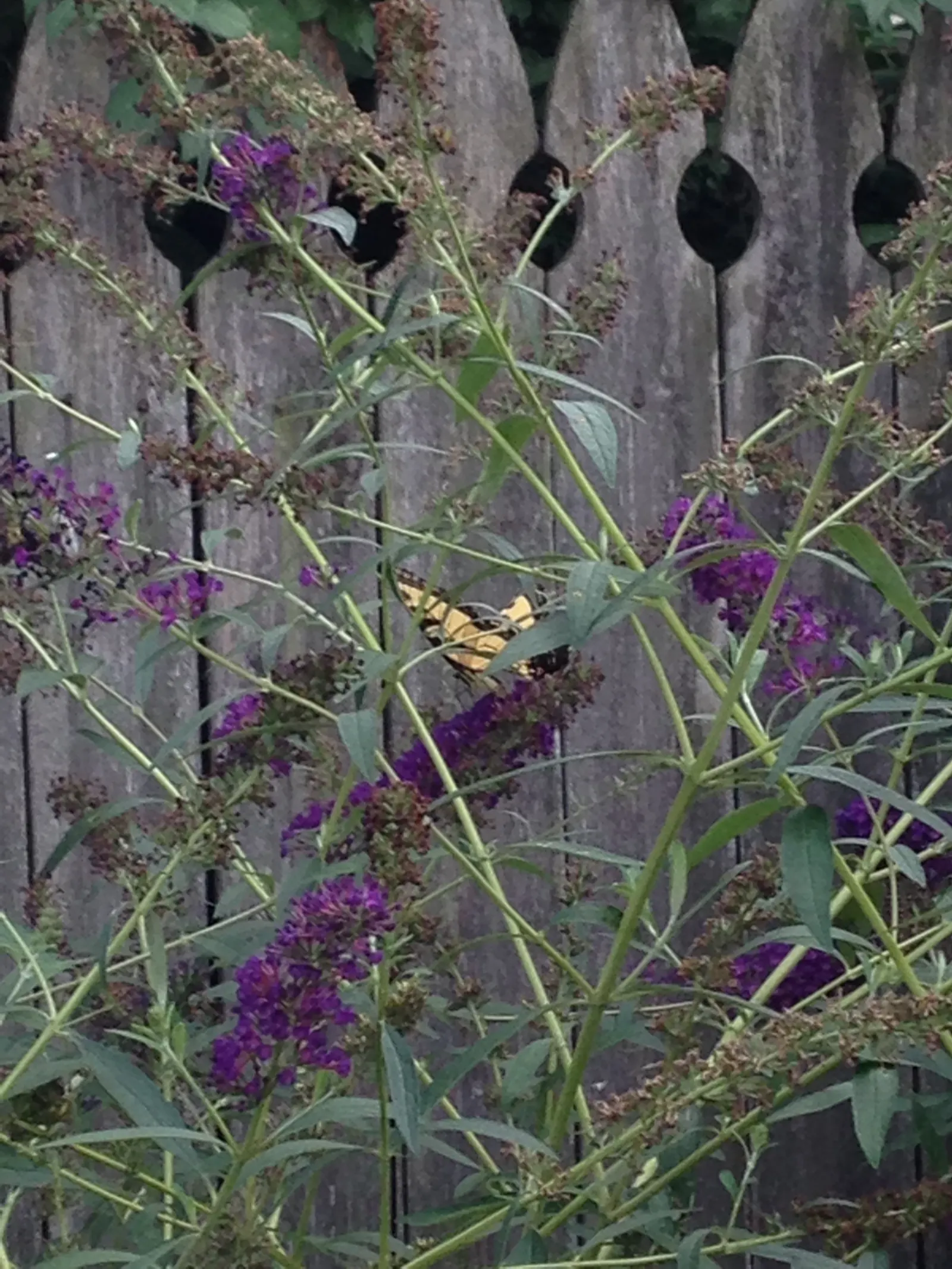 Butterfly Bush (Buddleia Davidii) — but benefits from regular watering during prolonged dry spells