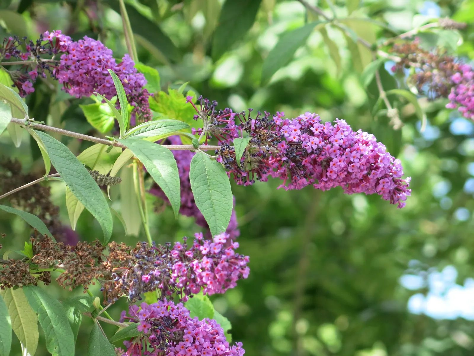 Butterfly Bush (Buddleia Davidii) — Dominant in USDA hardiness zones 5 through 9; shrub with purple blooms, image 108
