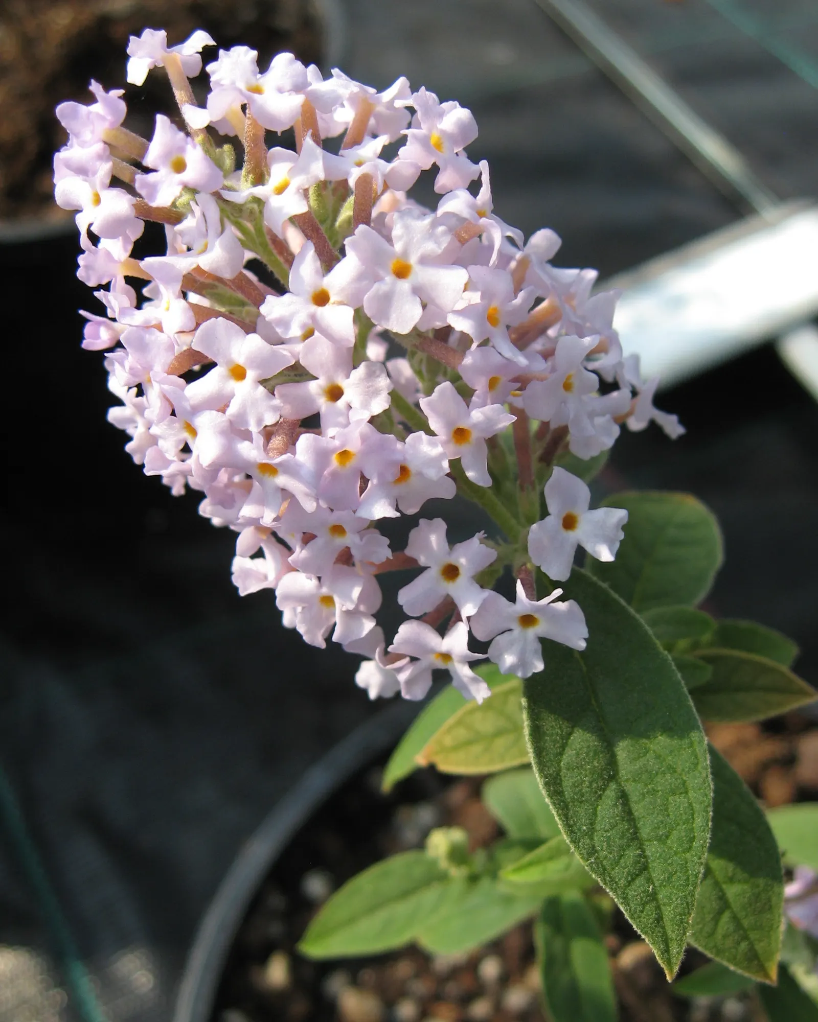 Butterfly Bush (Buddleia Davidii) — it blooms from summer to autumn