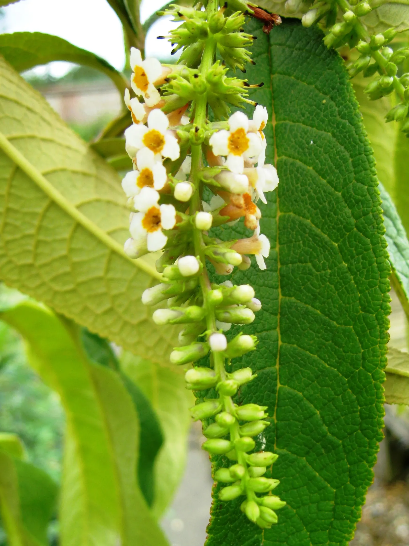 Butterfly Bush (Buddleia Davidii) — purple flowers in the garden; its arching branches exhibit lance-shaped leaves that are typically 6 to 10, image 114