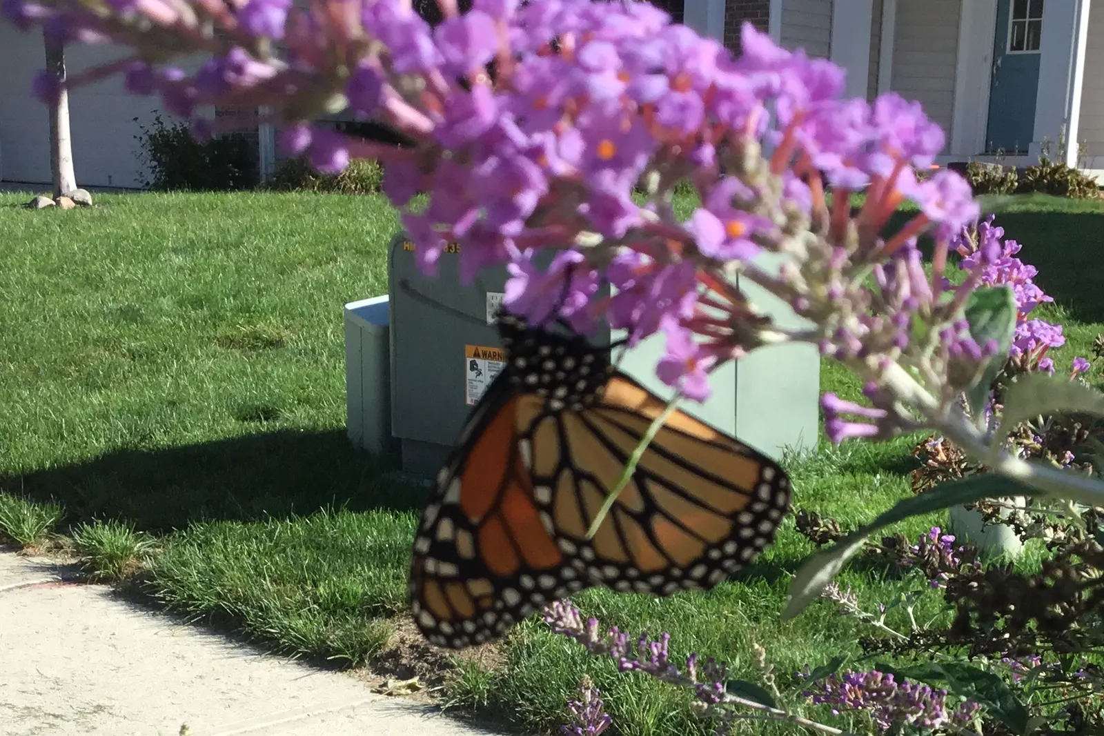 Butterfly Bush (Buddleia Davidii) — scientifically known as Buddleia davidii