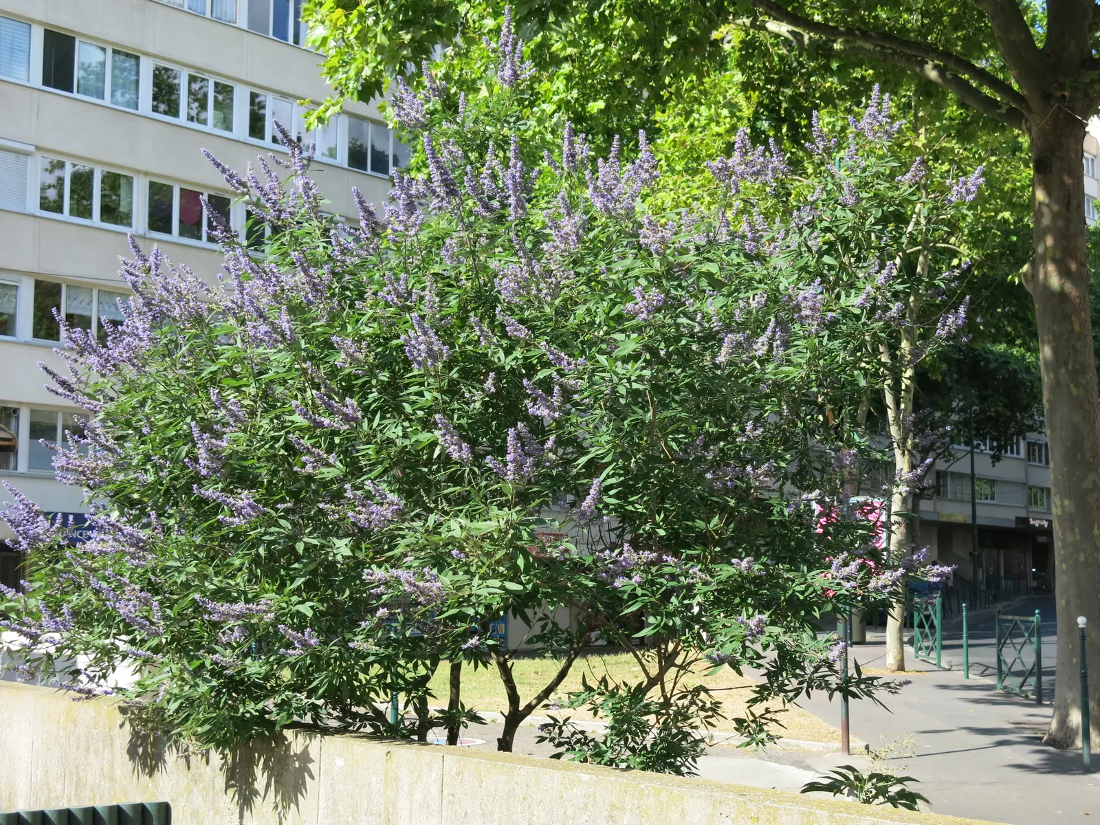 Butterfly Bush (Buddleia Davidii) — cone-shaped clusters of flowers in hues of purple; which consists of at least 6 hours of direct sunlight per day, image 90