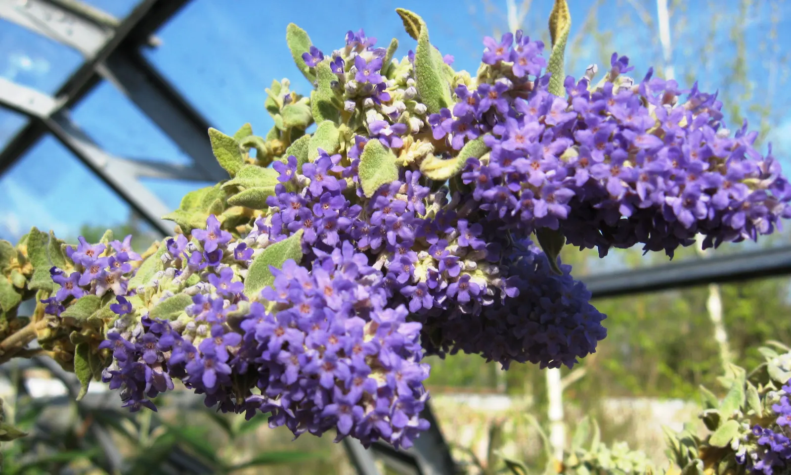 Butterfly Bush (Buddleia Davidii) — this fast-growing plant can reach a height of 6 to 12 feet and a spread of 4 to 15 feet; treasured for its ability to