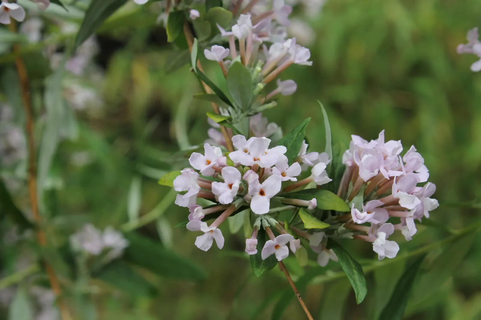 Butterfly Bush (Buddleia Davidii) — typically reaching 6-12 ft in height with a 4-15 ft spread