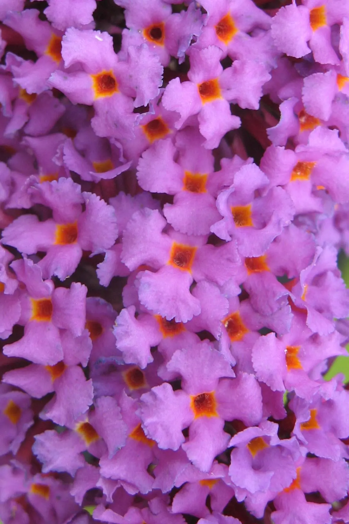 Butterfly Bush (Buddleia Davidii) — These flowers can be purple