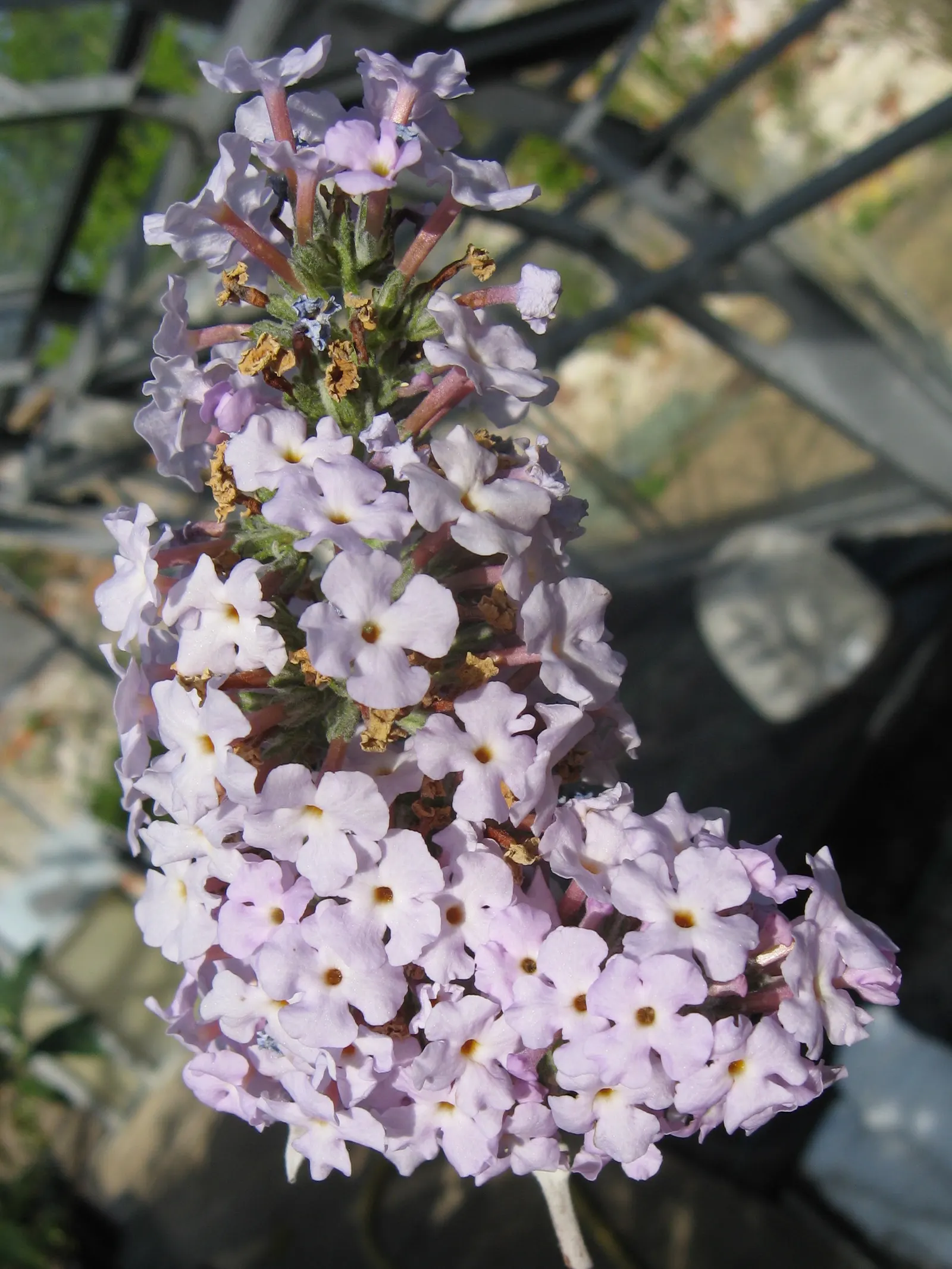 Butterfly Bush (Buddleia Davidii) — Suitable for USDA zones 5-9, it can be invasive, so responsible cultivation is advised; this fast-growing plant, image 122