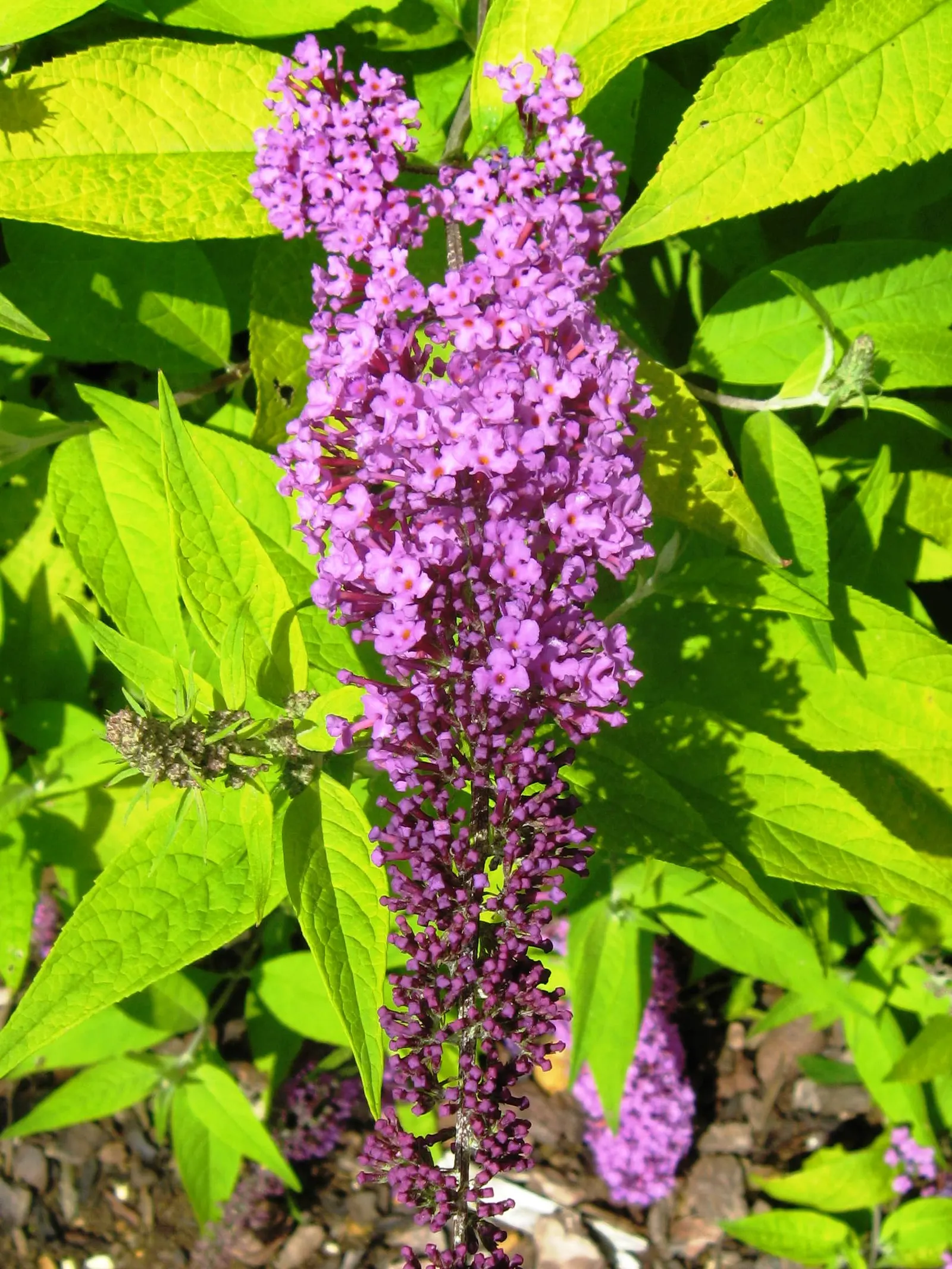 Butterfly Bush (Buddleia Davidii) — it blooms from summer to autumn; it offers aesthetic appeal, image 120