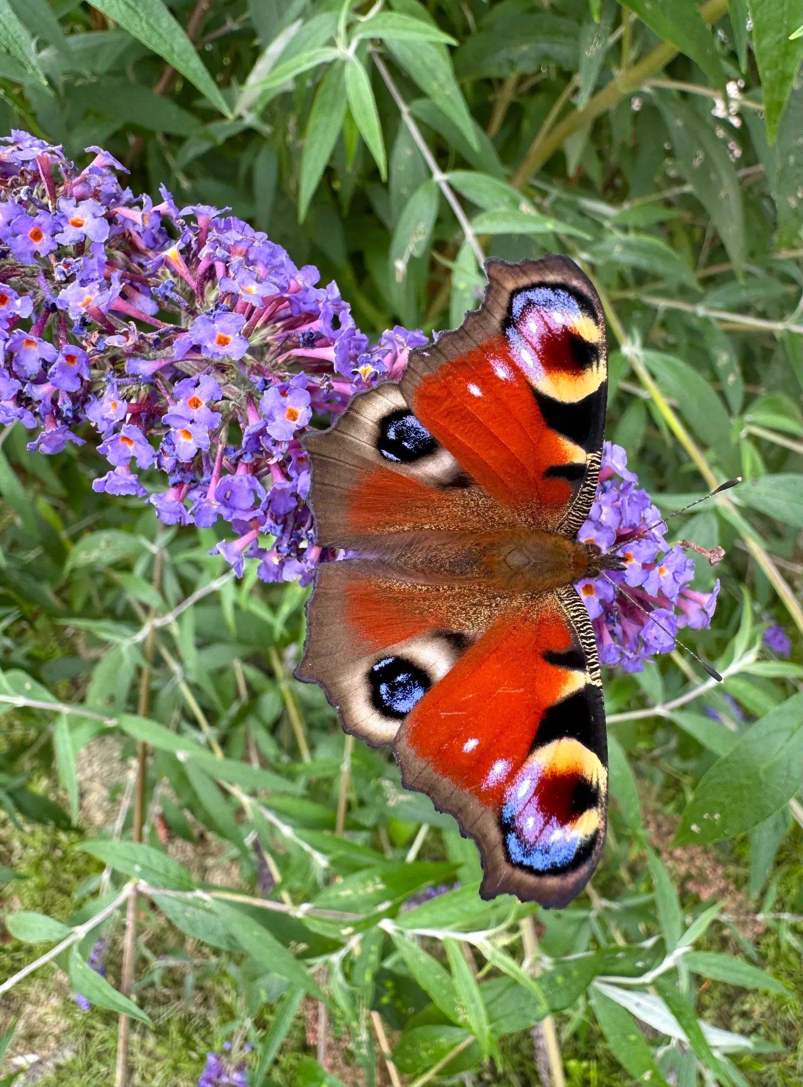 Butterfly Bush (Buddleia Davidii) — Butterfly Bush (Buddleia davidii) is a fast-growing deciduous shrub