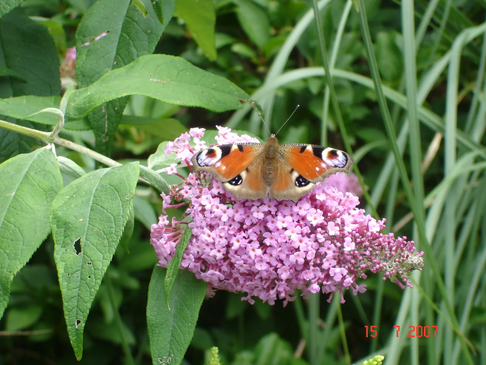 Butterfly Bush (Buddleia Davidii) — cone-shaped clusters of flowers in hues of purple