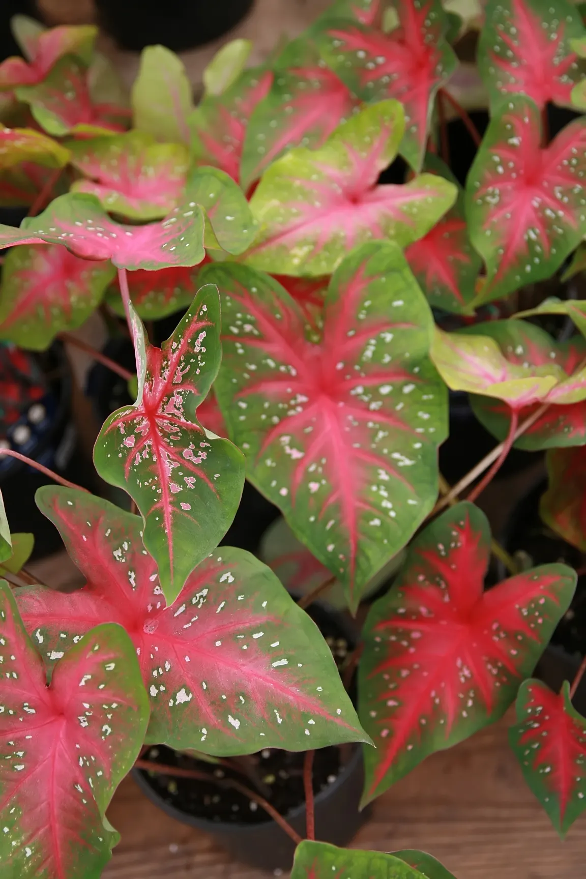 Red Flash Caladium (Caladium 'Fiesta') — botanical synonym Caladium 'Fiesta'