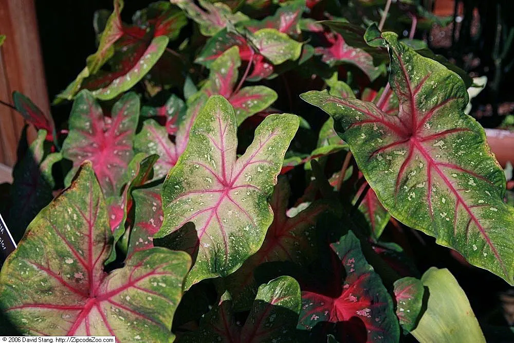 Red Flash Caladium (Caladium 'Fiesta') — Requires well-drained soil and consistent moisture for optimal growth