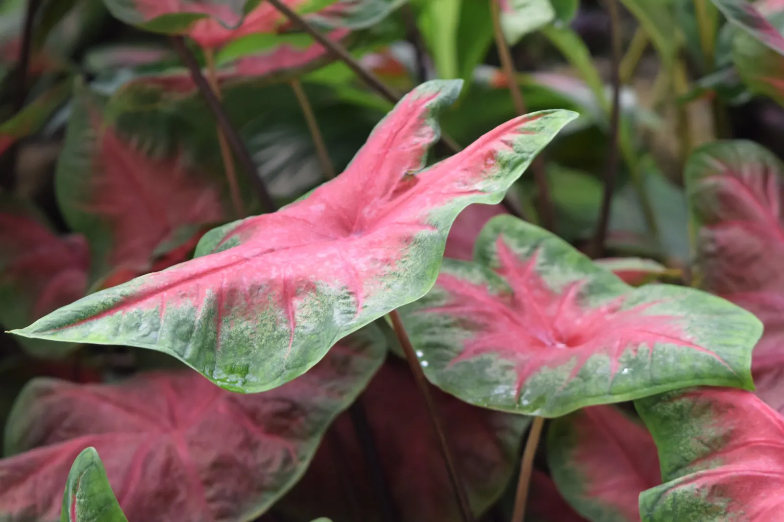 Red Flash Caladium (Caladium 'Fiesta') — heart-shaped leaves with striking red centers