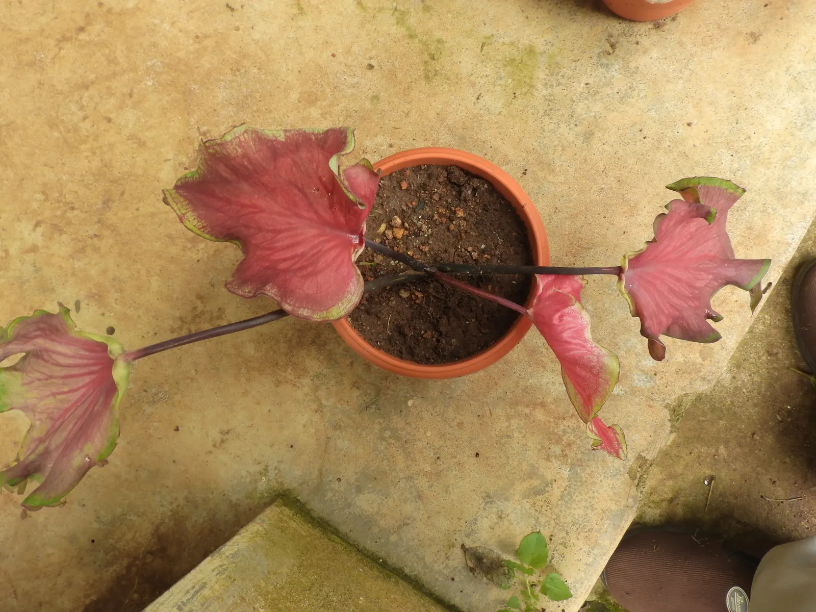Red Flash Caladium (Caladium 'Fiesta') — Recognized for its heart-shaped leaves
