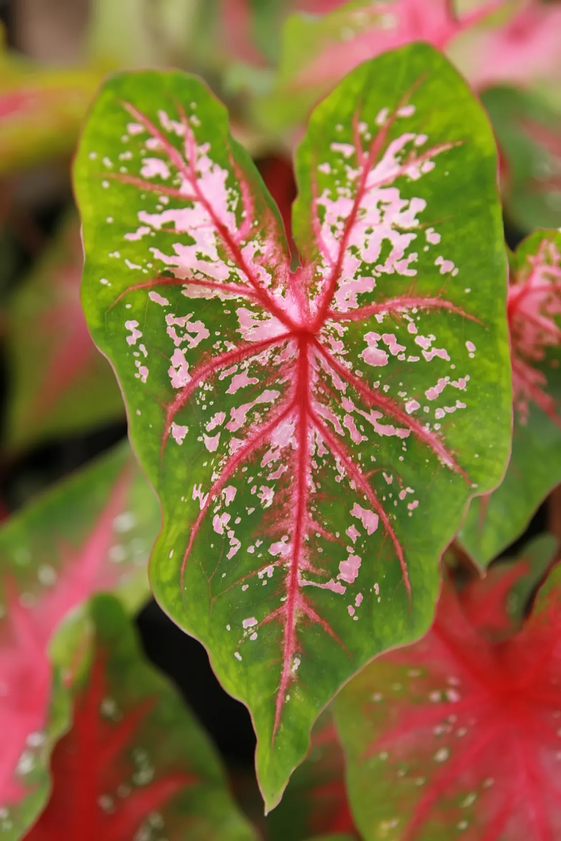 Red Flash Caladium (Caladium 'Fiesta') — Ideally suited for adding visual interest in shaded garden areas or container displays