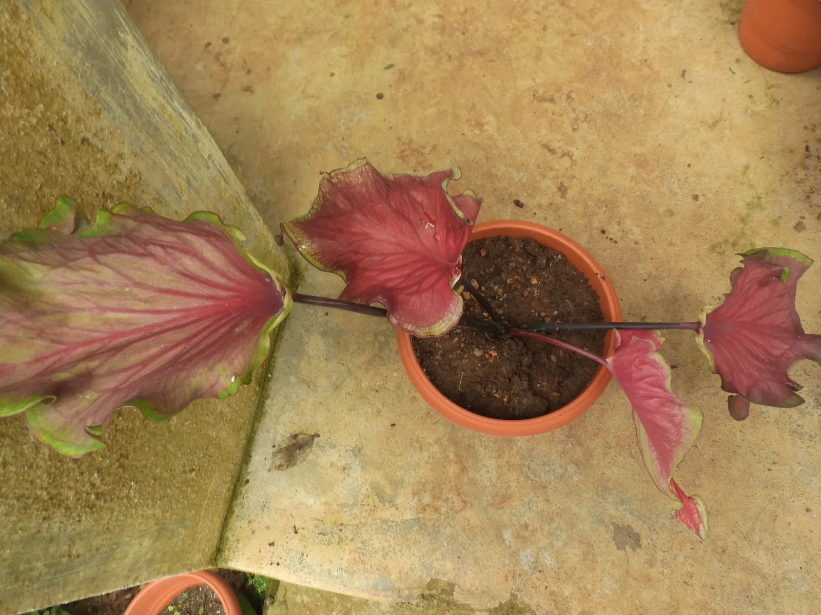 Red Flash Caladium (Caladium 'Fiesta') — ornamental perennial sure to bring a splash of color to any landscape