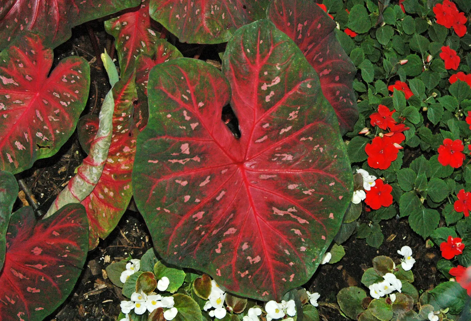 Red Flash Caladium (Caladium 'Fiesta') — and speckled white accents