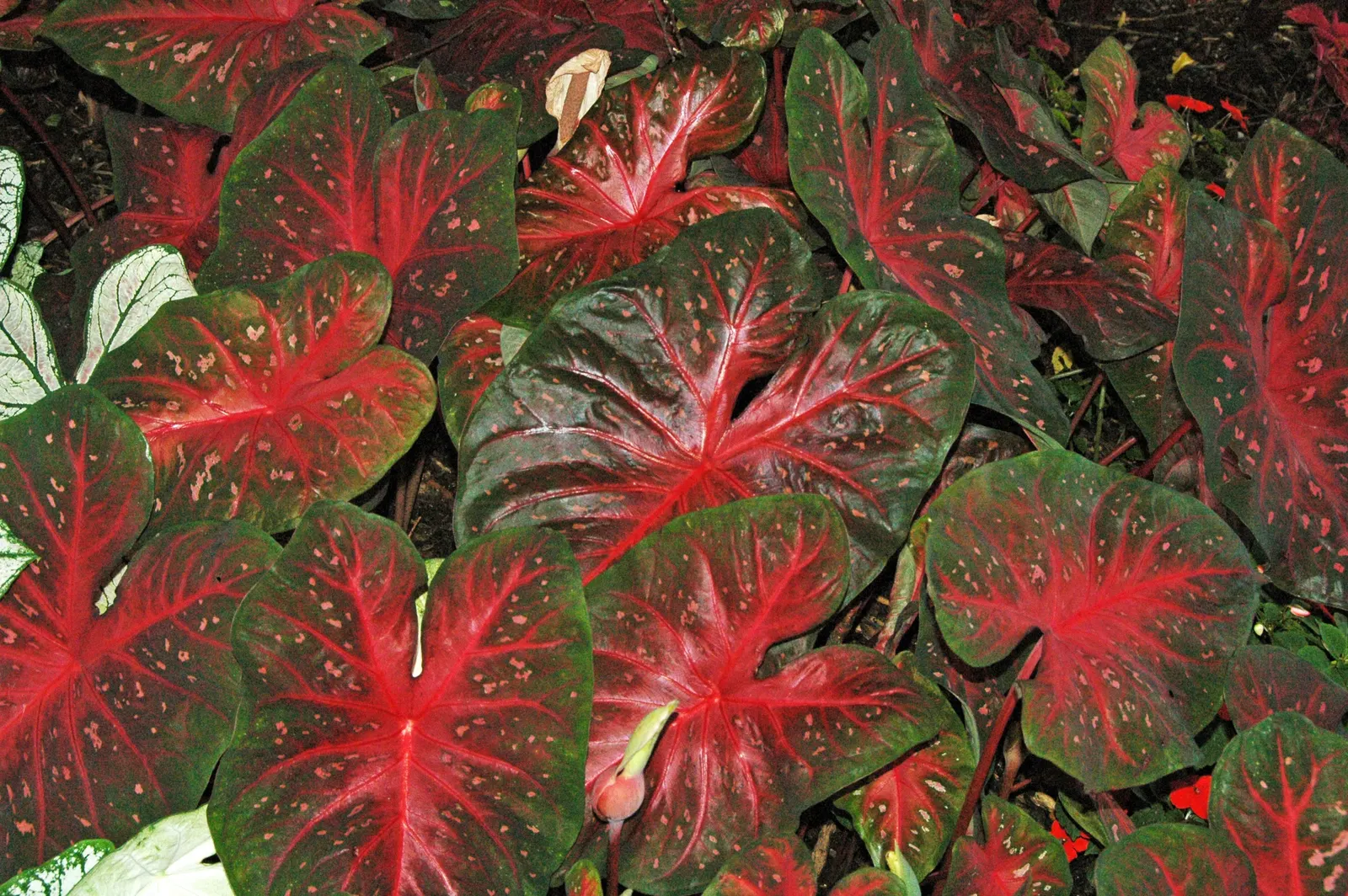 Red Flash Caladium (Caladium 'Fiesta') — Thriving in partial to full shade, it reaches 18 to 30 inches in height and spreads 18 to 24 inches
