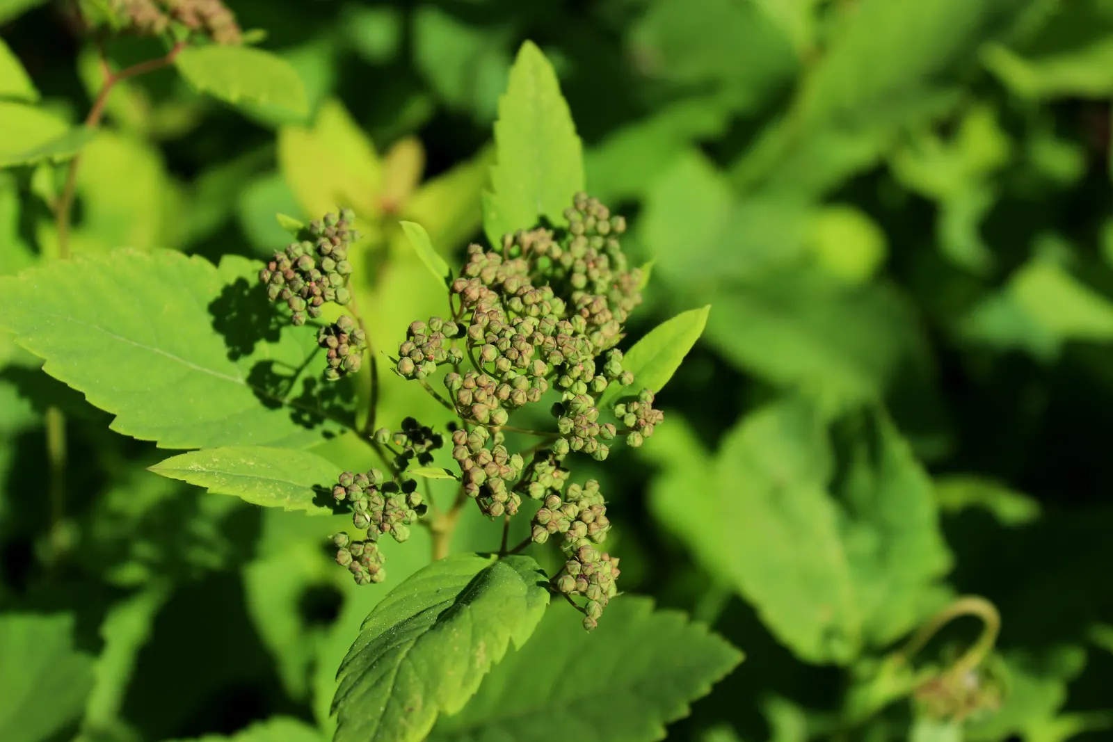 Tor Birchleaf Spirea (Spiraea Betulifolia 'Tor') — Its dense, rounded form bears white spring blossoms atop birch-like, blue-green foliage
