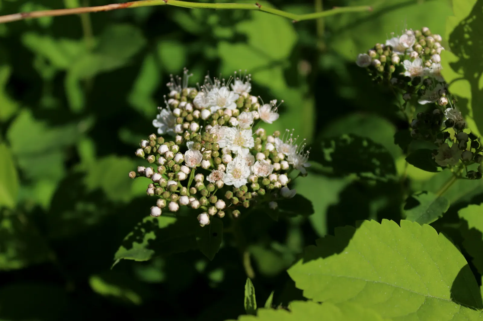 Tor Birchleaf Spirea (Spiraea Betulifolia 'Tor') — is a deciduous compact shrub reaching 2-3 feet high and equally as wide
