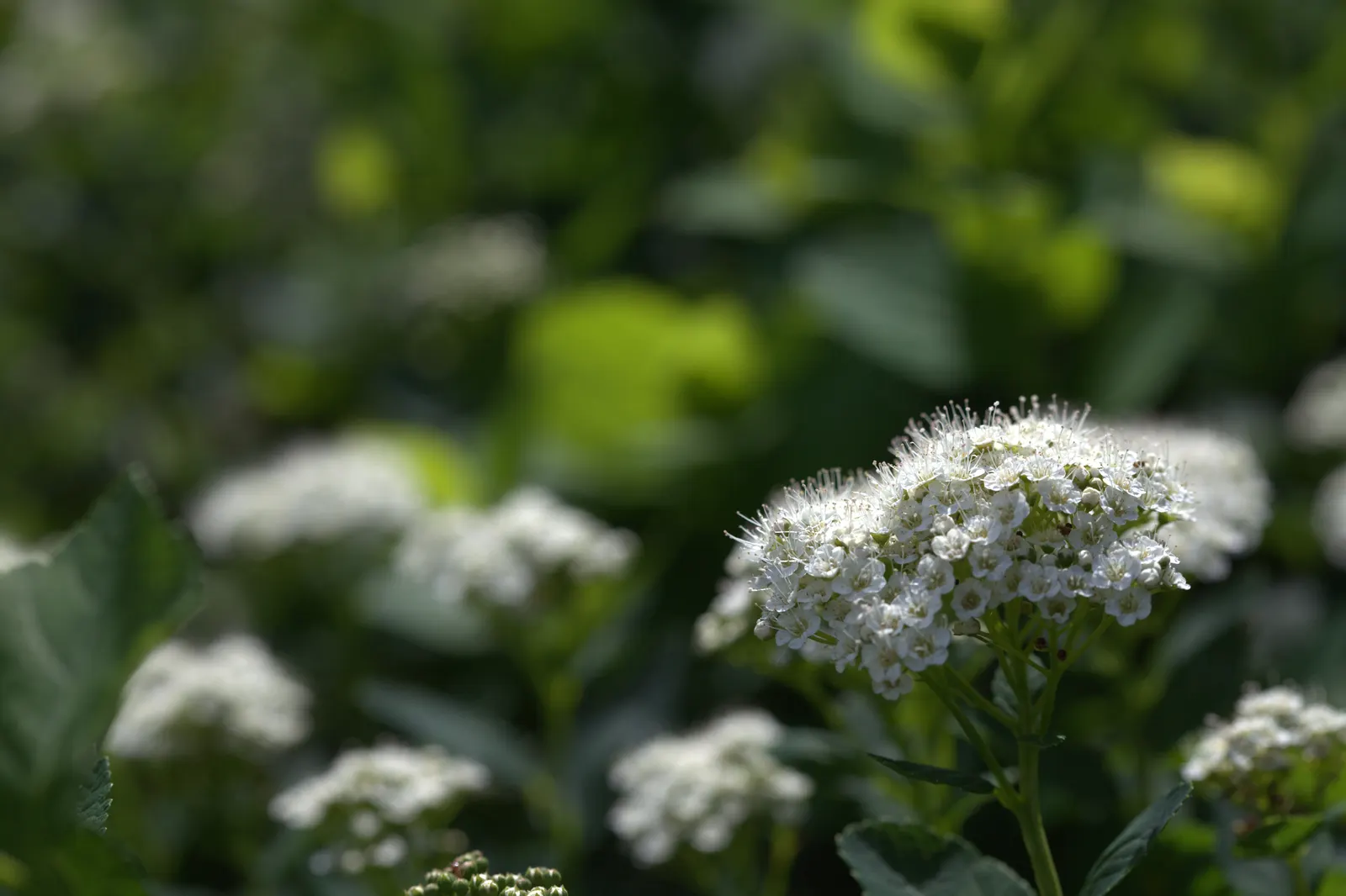 Tor Birchleaf Spirea (Spiraea Betulifolia 'Tor') — typically standing at a mature height of 2 to 3 feet with an equal spread