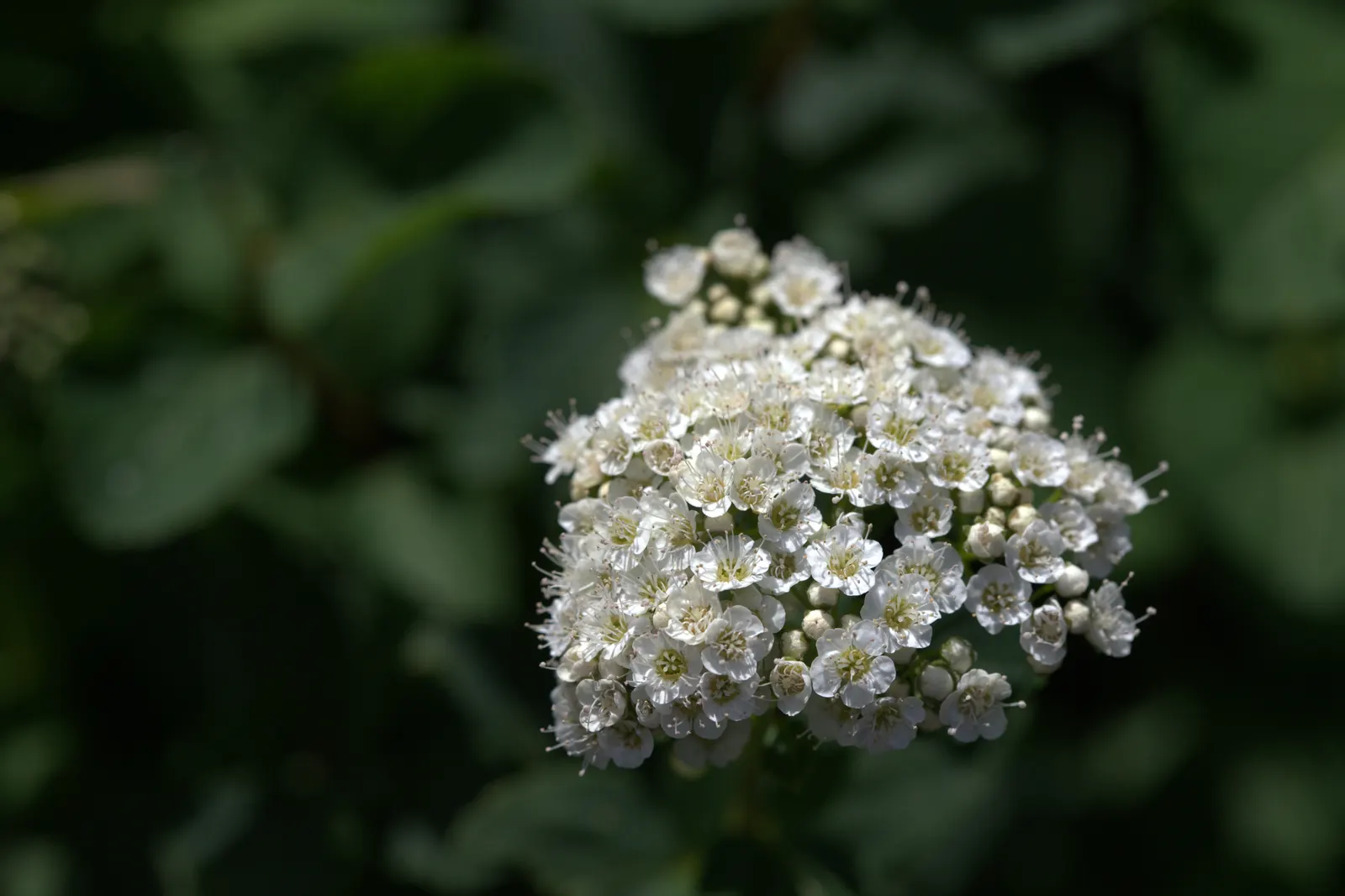 Tor Birchleaf Spirea (Spiraea Betulifolia 'Tor') — is ideal for small gardens or as part of a mixed border.<br><br>Its leaves