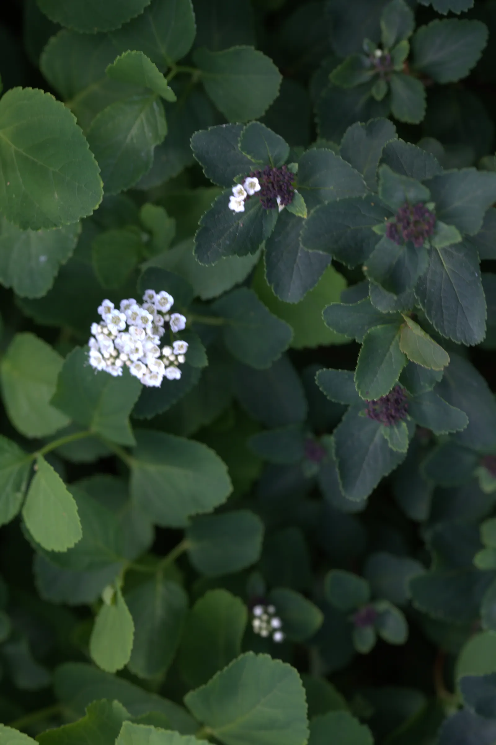 Tor Birchleaf Spirea (Spiraea Betulifolia 'Tor') — Requires minimal maintenance, ideal for borders, foundations, or mass plantings