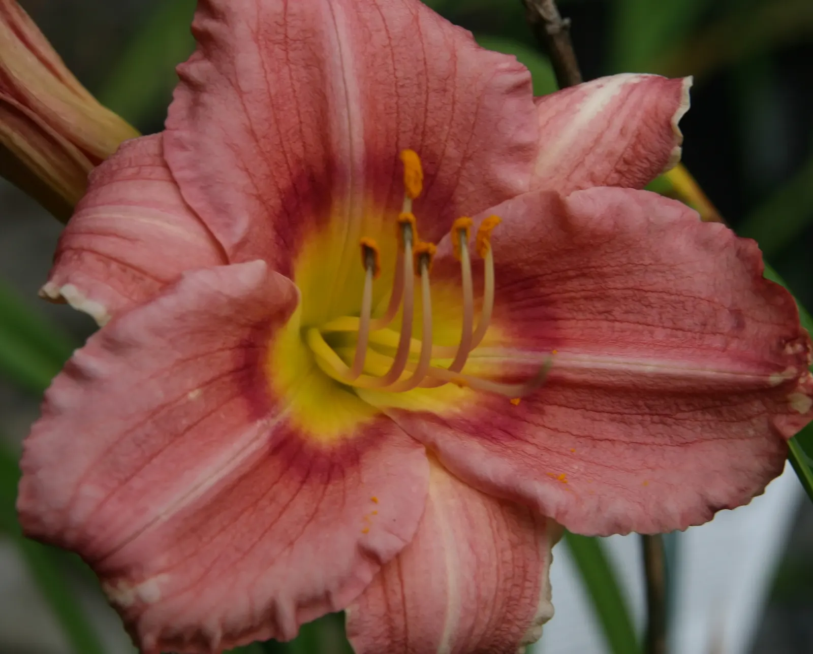 Rosy Returns Daylily (Hemerocallis 'Rosy Returns') — This cultivar is part of the ever-popular daylily family and is distinguished by its vibrant rosy-pink