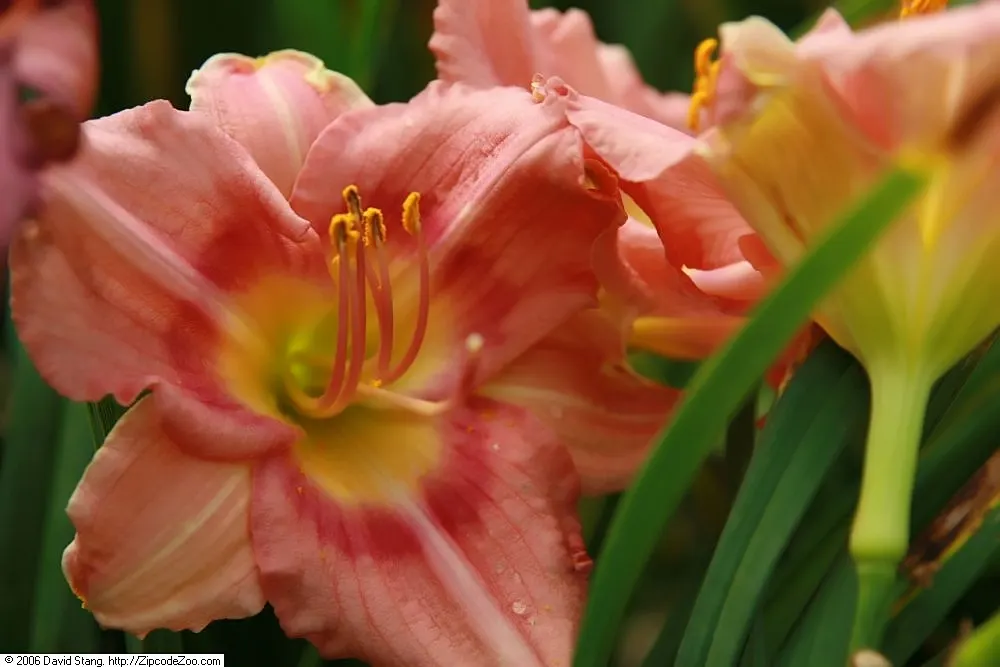 Rosy Returns Daylily (Hemerocallis 'Rosy Returns') — commonly known as Rosy Returns Daylily