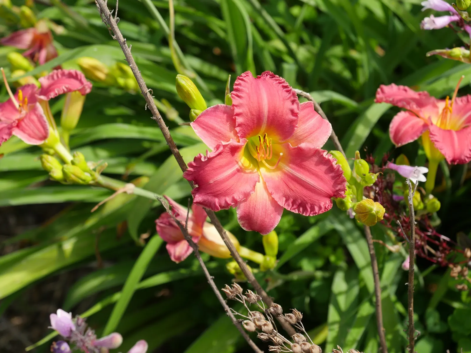 Rosy Returns Daylily (Hemerocallis 'Rosy Returns') — The Rosy Returns Daylily (Hemerocallis 'Rosy Returns') is a hardy perennial with profuse rosy-pink blossoms