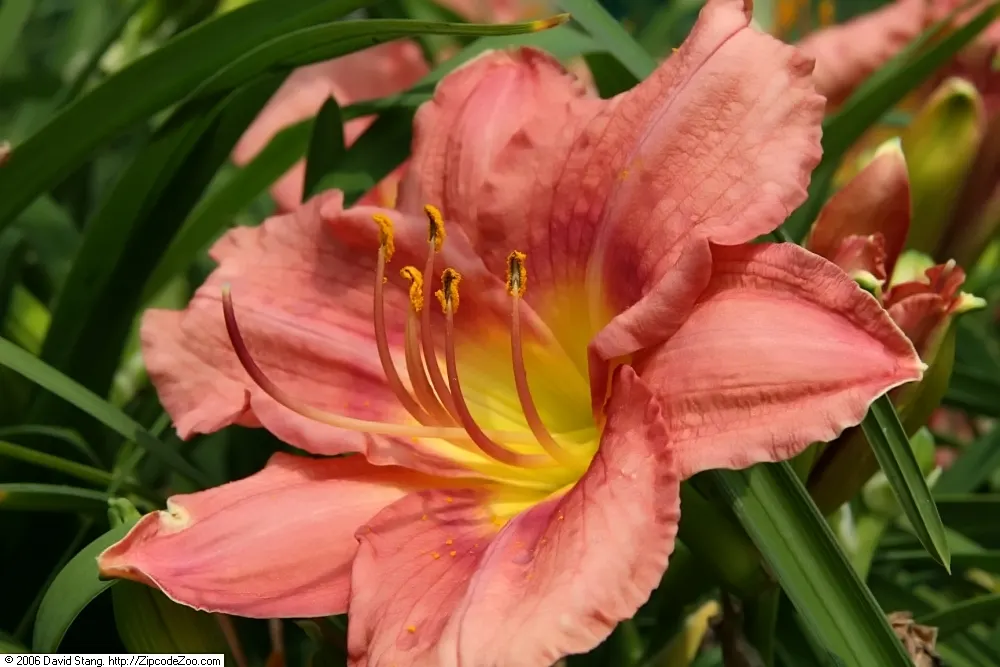 Rosy Returns Daylily (Hemerocallis 'Rosy Returns') — as it begins its floral display in early summer and continues to flower in waves into the early fall
