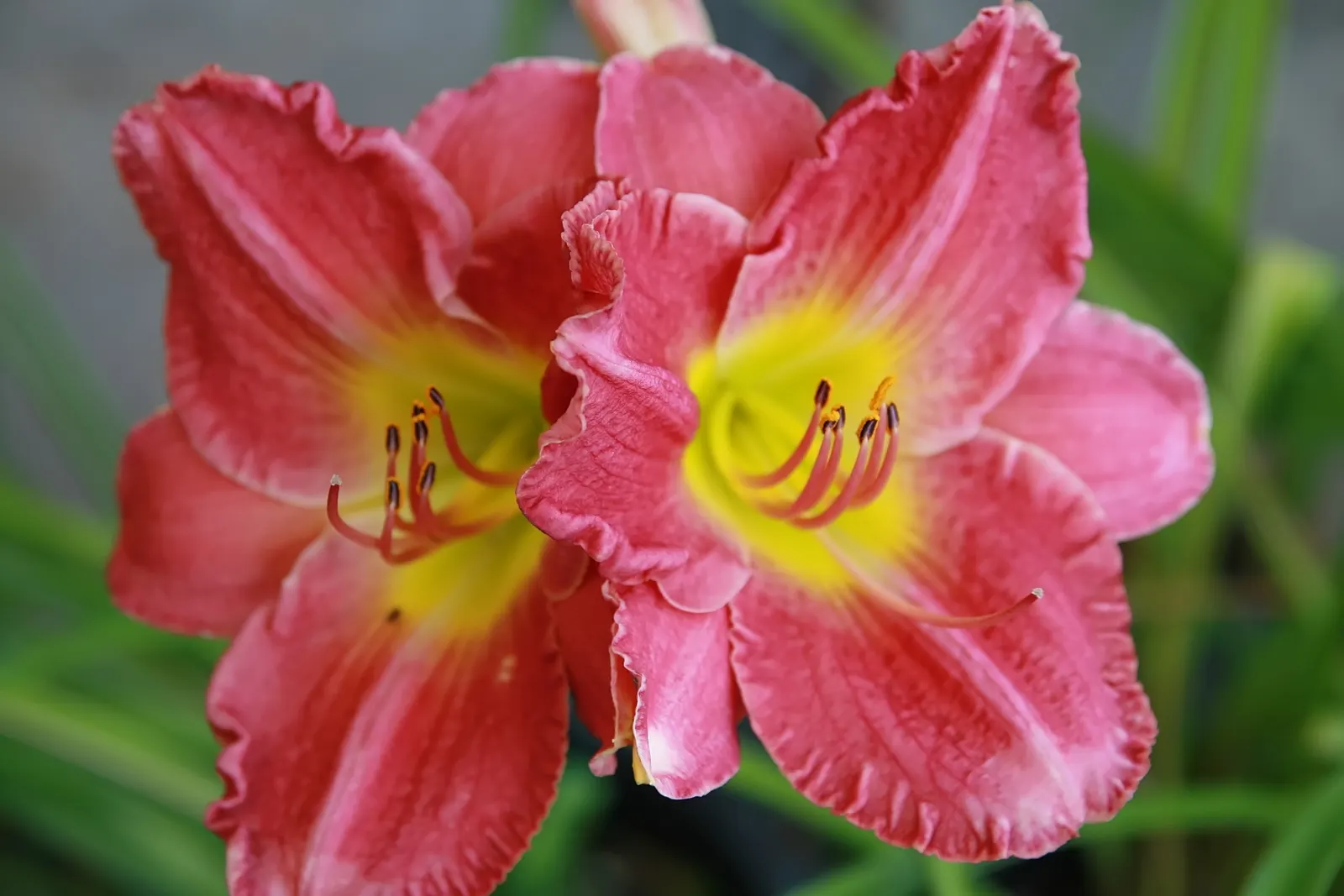 Rosy Returns Daylily (Hemerocallis 'Rosy Returns') — It thrives in full sun to partial shade and adapts well to various soil conditions