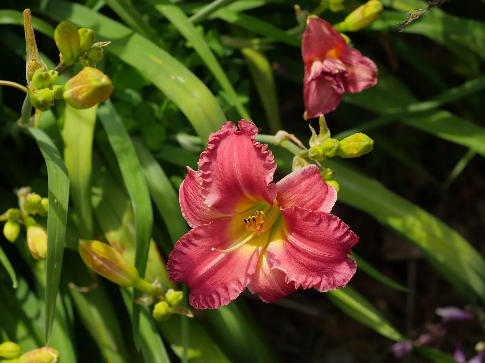 Rosy Returns Daylily (Hemerocallis 'Rosy Returns') — each spanning about 4 inches