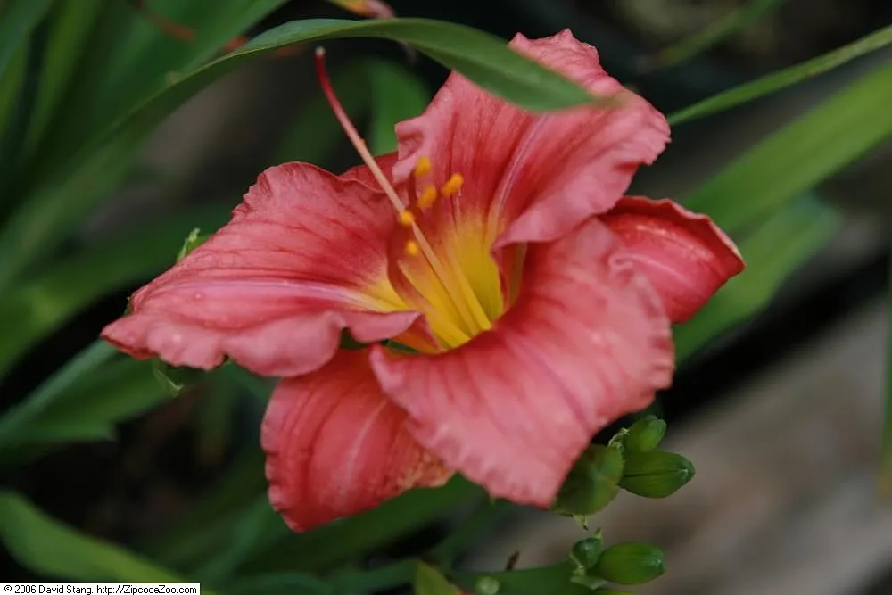 Rosy Returns Daylily (Hemerocallis 'Rosy Returns') — is a perennial favored for its reblooming quality and compact growth habit