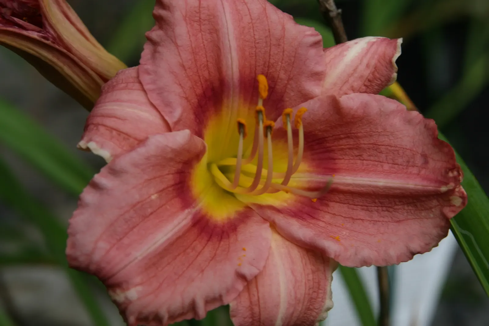 Rosy Returns Daylily (Hemerocallis 'Rosy Returns') — Its recurrent blooming season