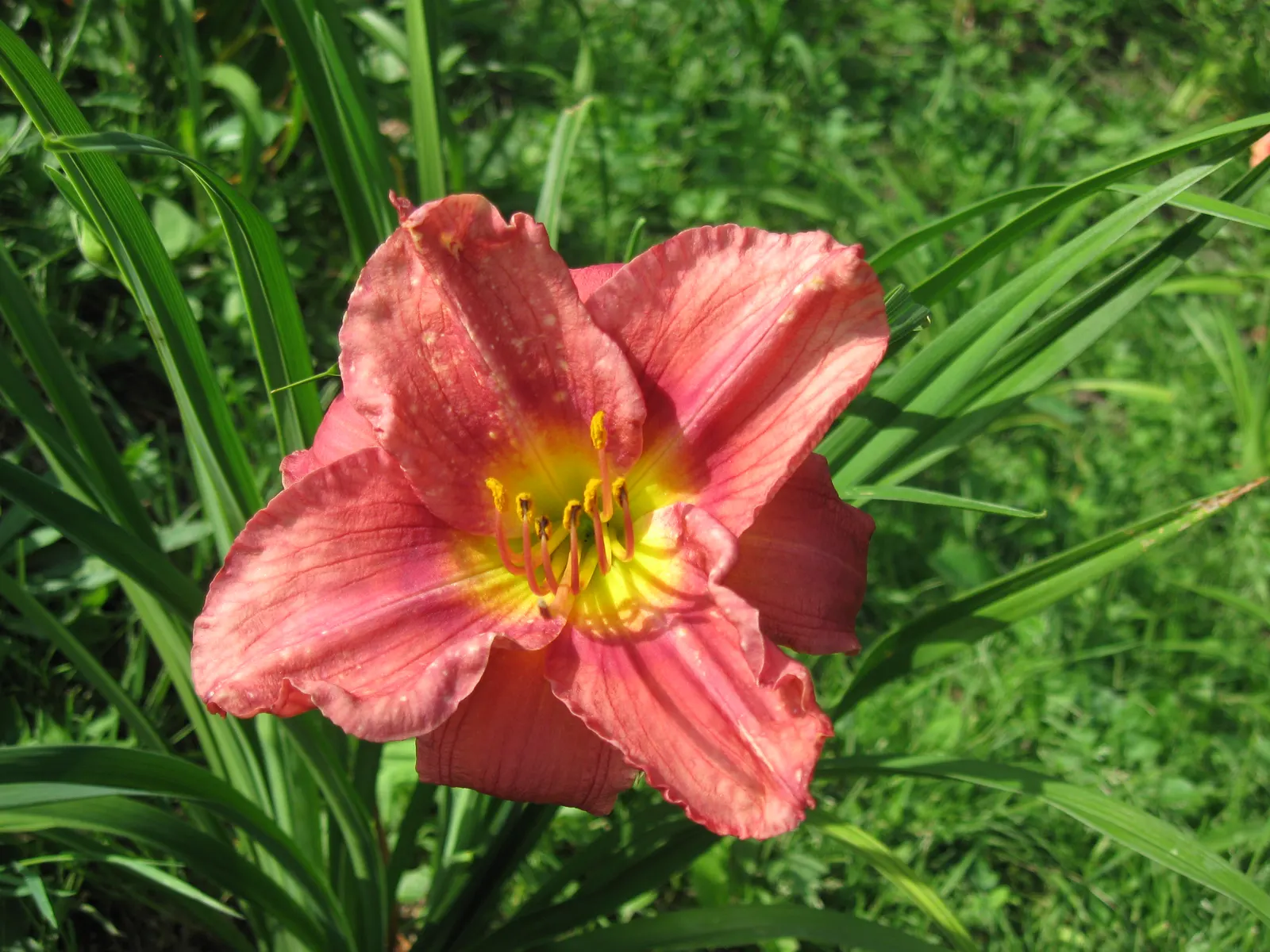 Rosy Returns Daylily (Hemerocallis 'Rosy Returns') — It prefers full sun to partial shade and flourishes in well-drained soil.<br><br>This plant's durability