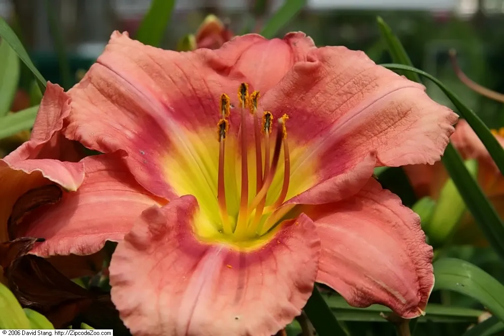 Rosy Returns Daylily (Hemerocallis 'Rosy Returns') — This daylily is hardy in USDA zones 3 through 9, making it versatile across a variety of climates