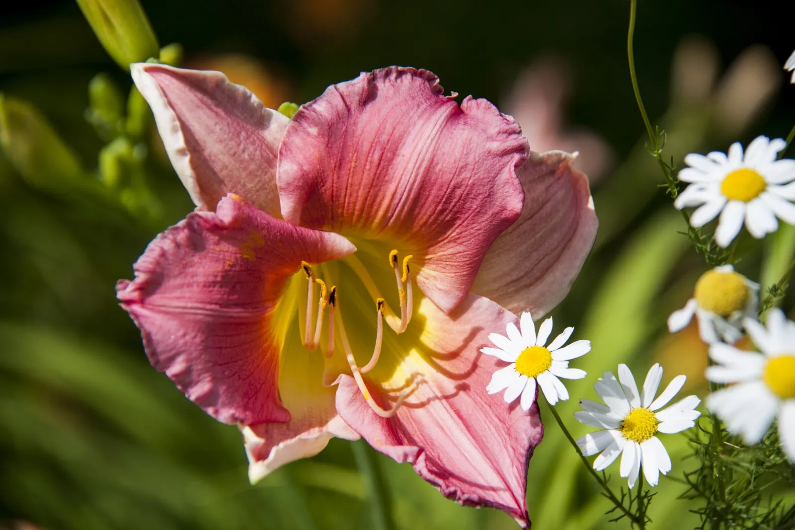 Rosy Returns Daylily (Hemerocallis 'Rosy Returns') — and disease resistance make it a practical selection for borders