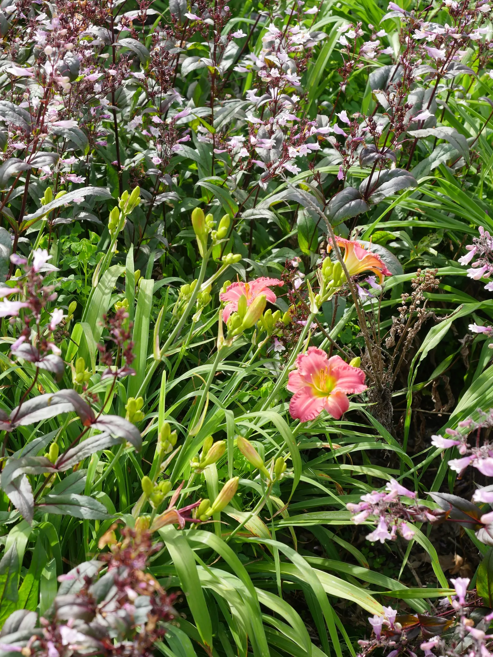 Rosy Returns Daylily (Hemerocallis 'Rosy Returns') — The blooms span approximately 4 inches across and emerge atop foliage that remains a lush