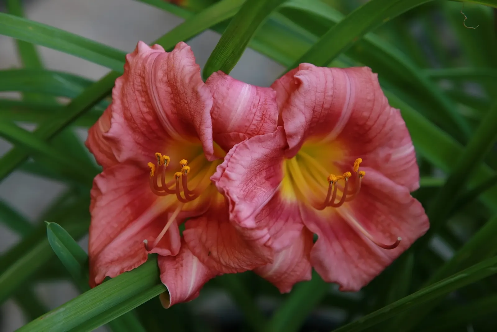 Rosy Returns Daylily (Hemerocallis 'Rosy Returns') — from early summer to frost