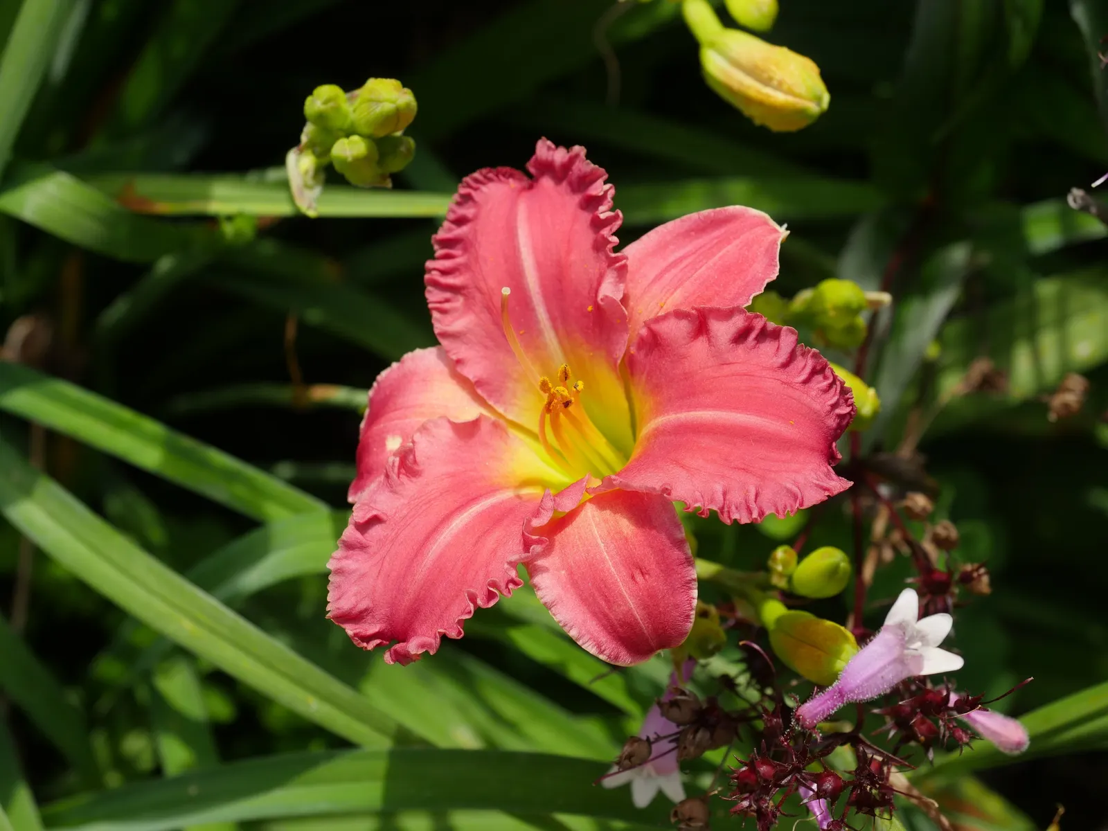 Rosy Returns Daylily (Hemerocallis 'Rosy Returns') — each boasting a deeper rose eye and a gorgeously contrasting yellow-to-green throat