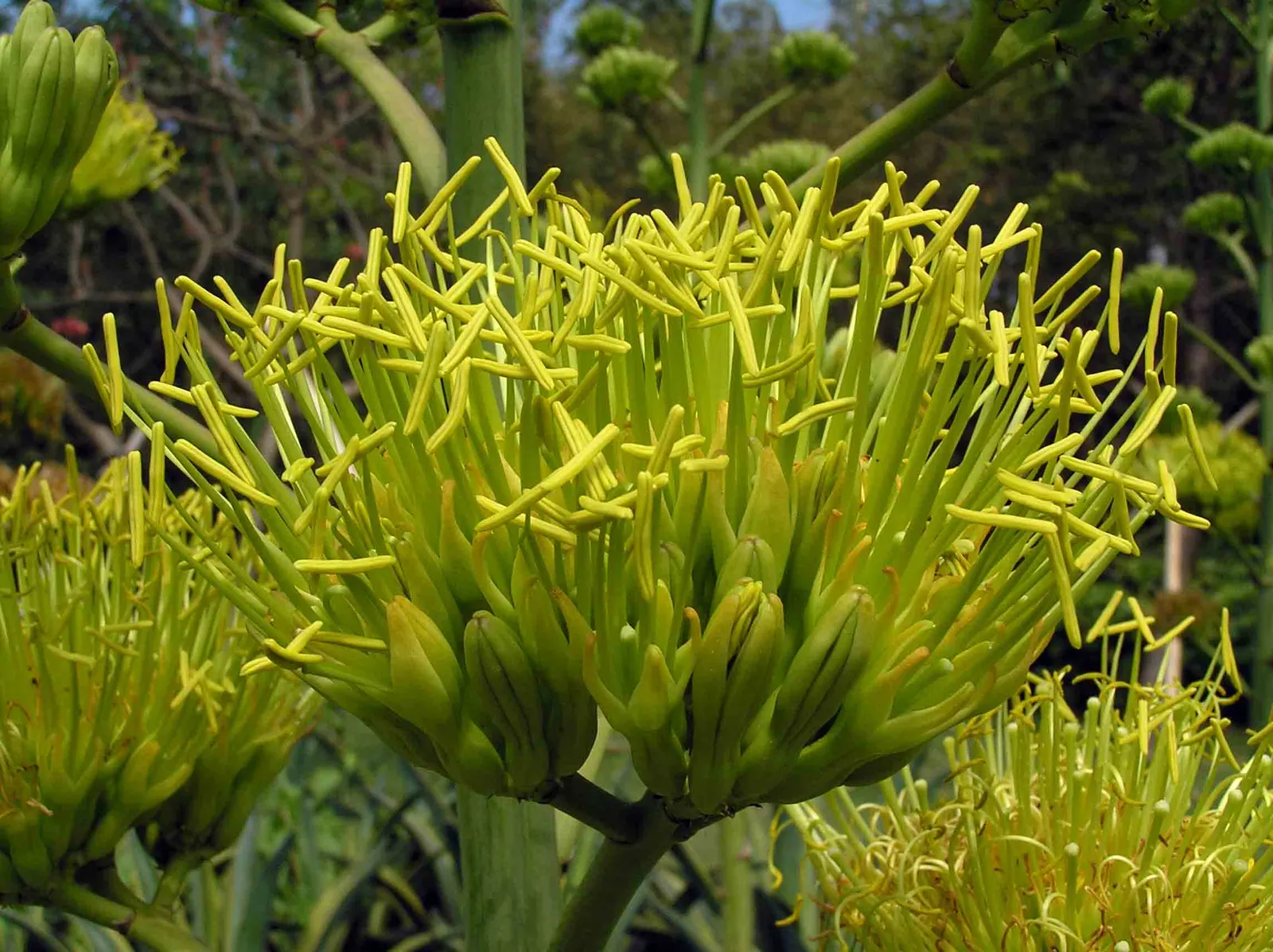 Yellow Margin Century Plant (Agave Americana V. Marginata) — Agave americana 'Marginata'