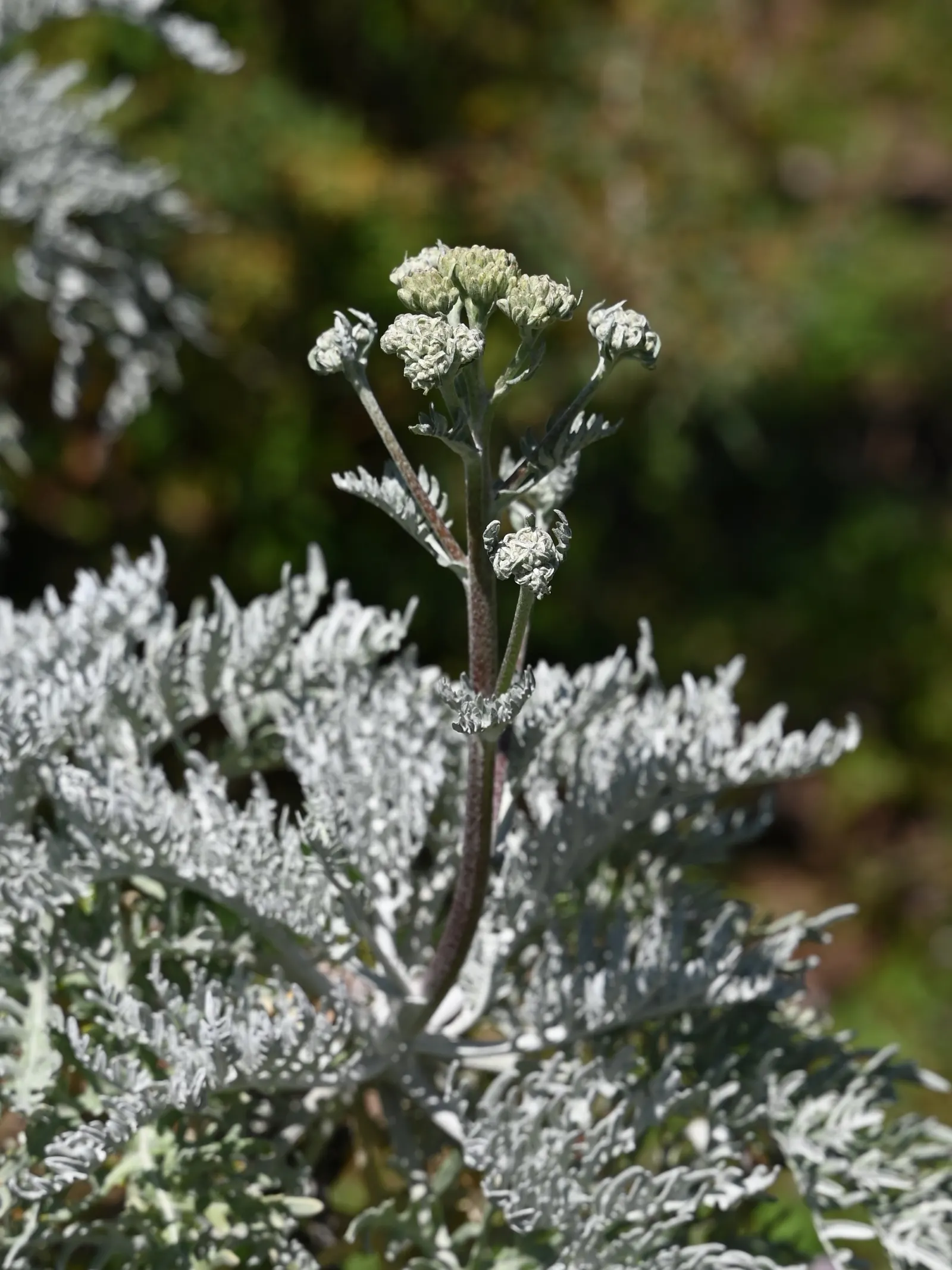 Catalina Silverlace (Constancea Nevinii) — scientifically known as Constancea nevinii